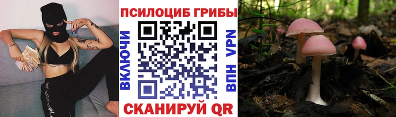 Псилоцибиновые грибы Psilocybe  Купить где  Юрюзань 
